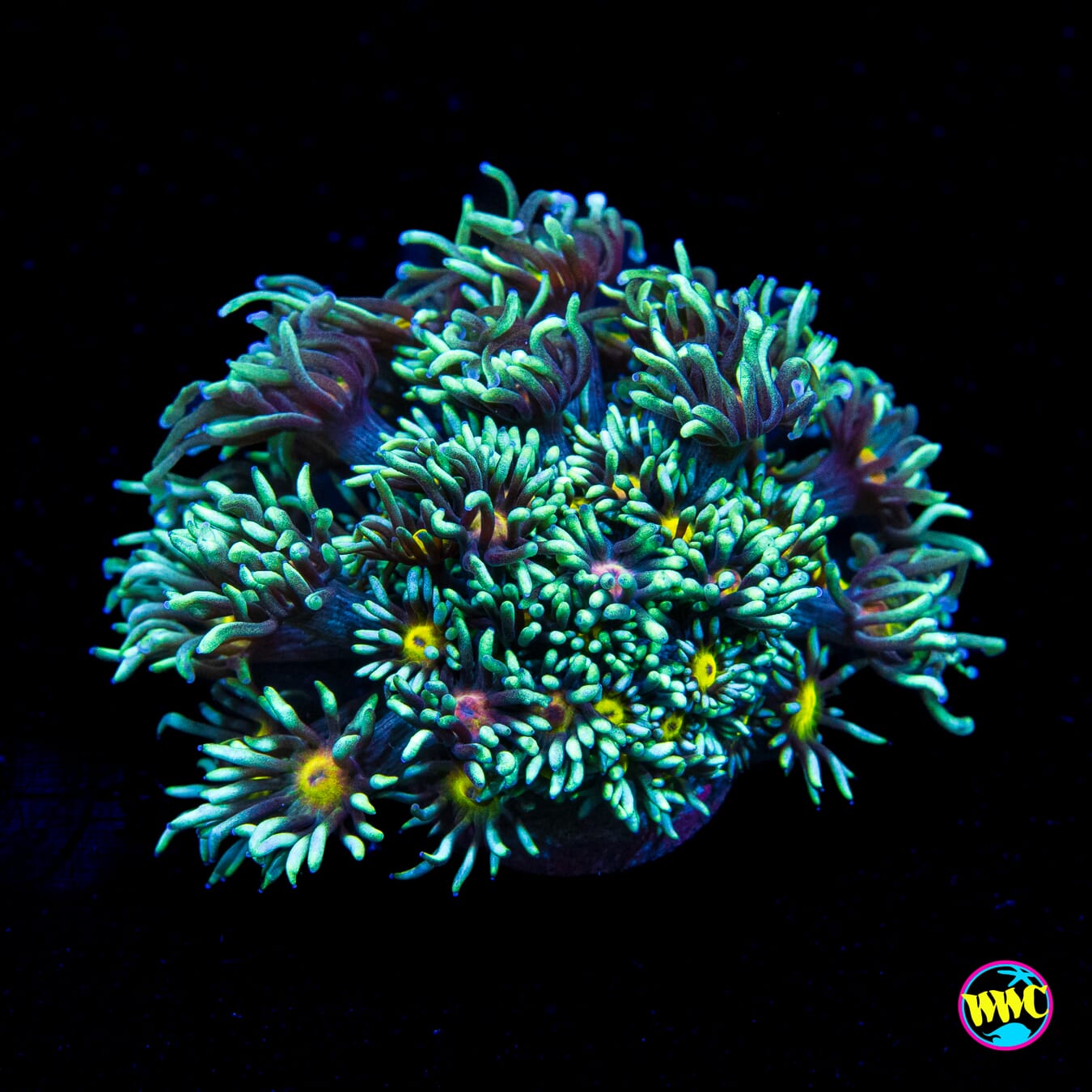 WWC Lemon Head Goniopora