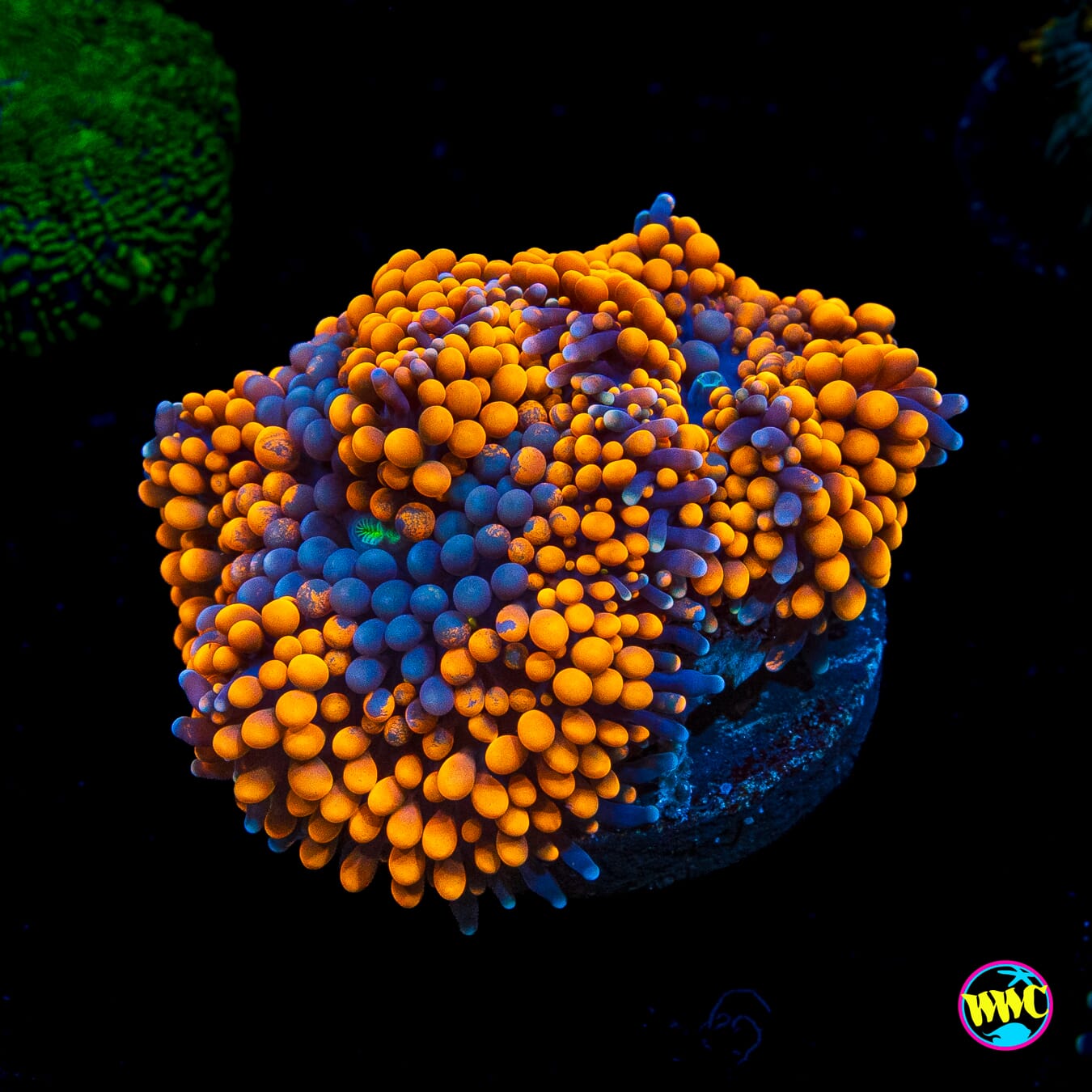 Fresh Squeezed Ricordea Mushroom