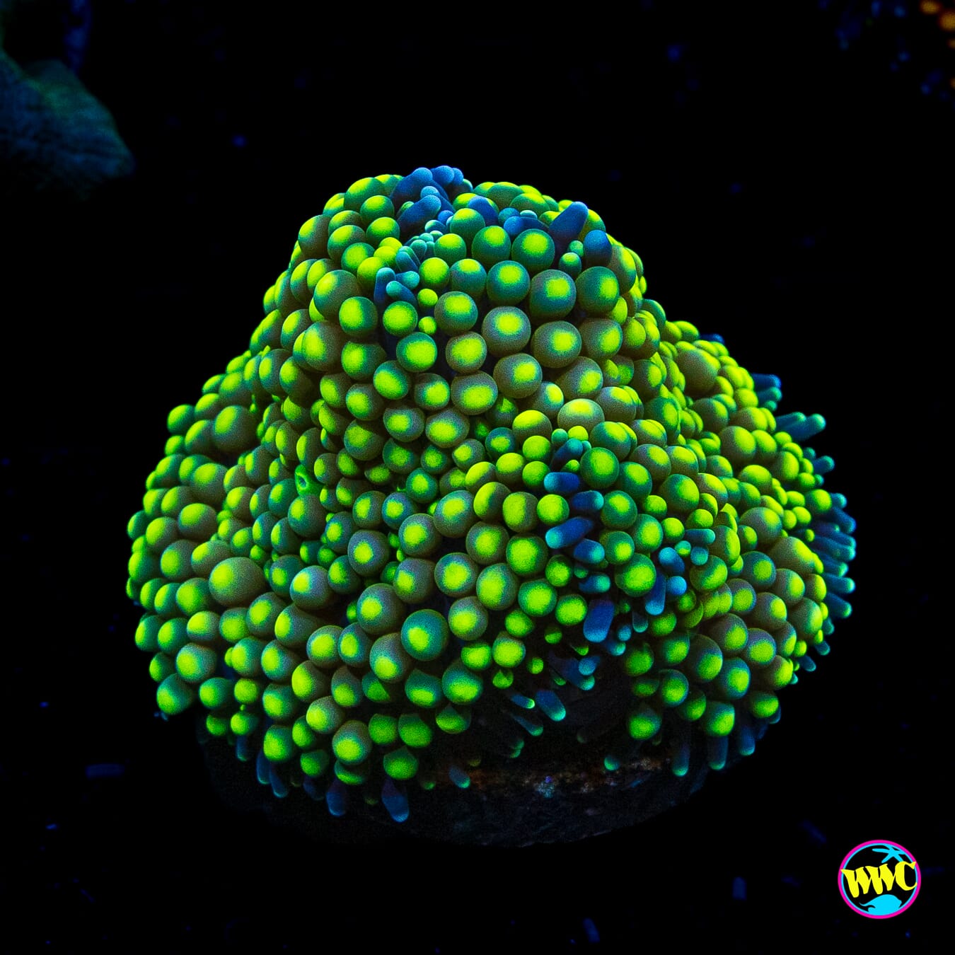 Sour Willy Ricordea Mushroom