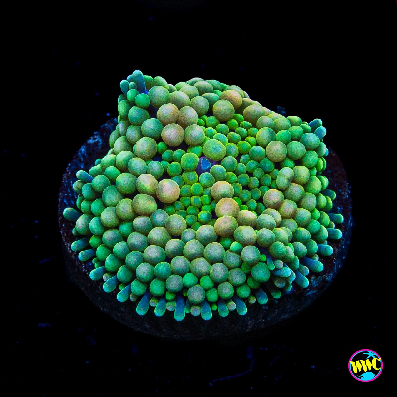 Super Sour Ricordea Mushroom