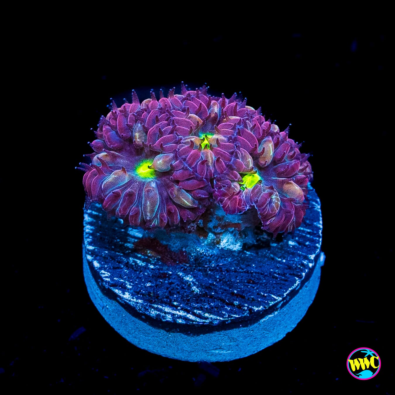 Twilight Merletti Blastomussa