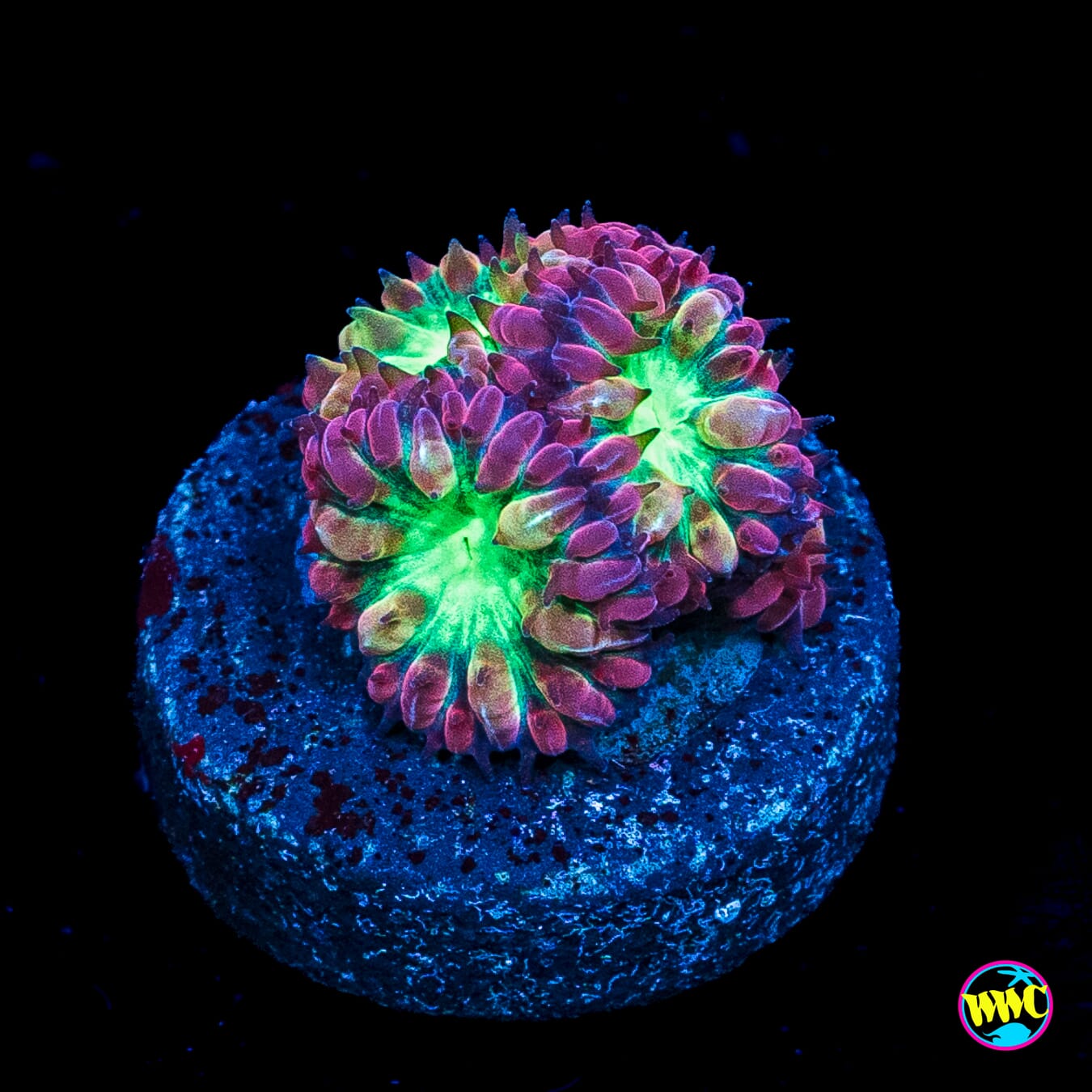 Starbright Merletti Blastomussa