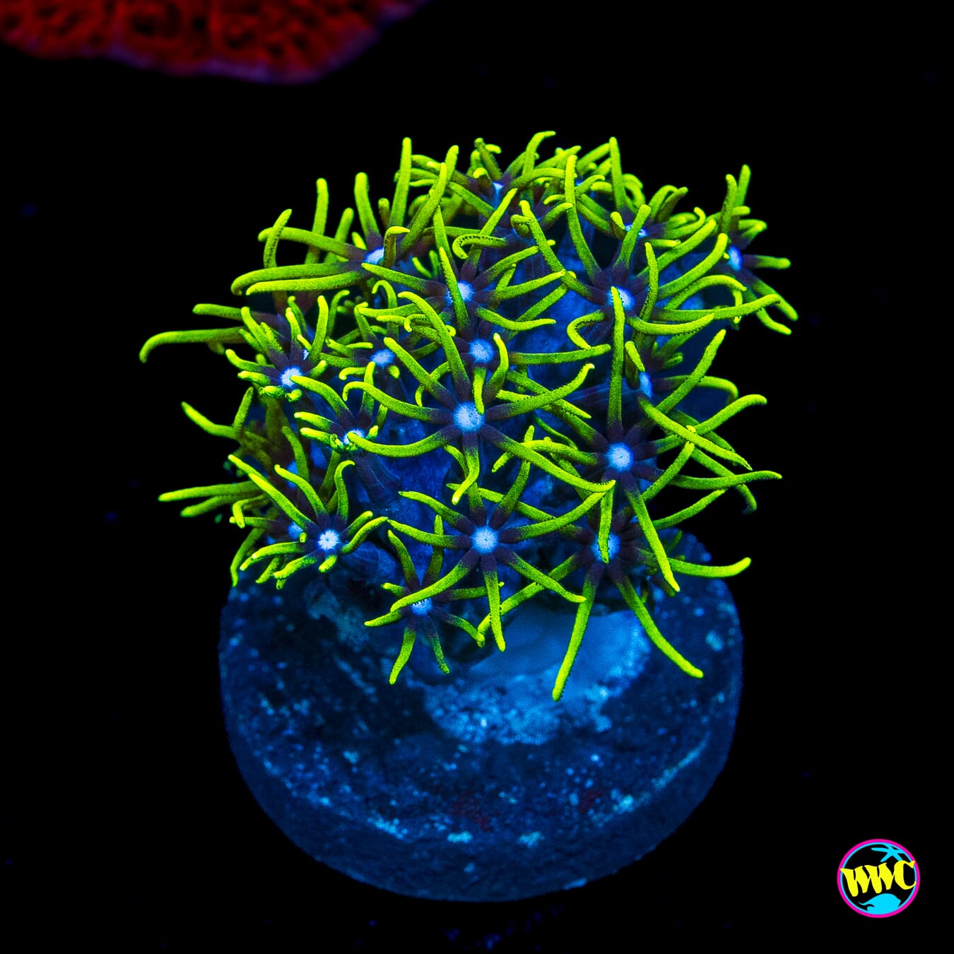 Neon Green Star Polyps