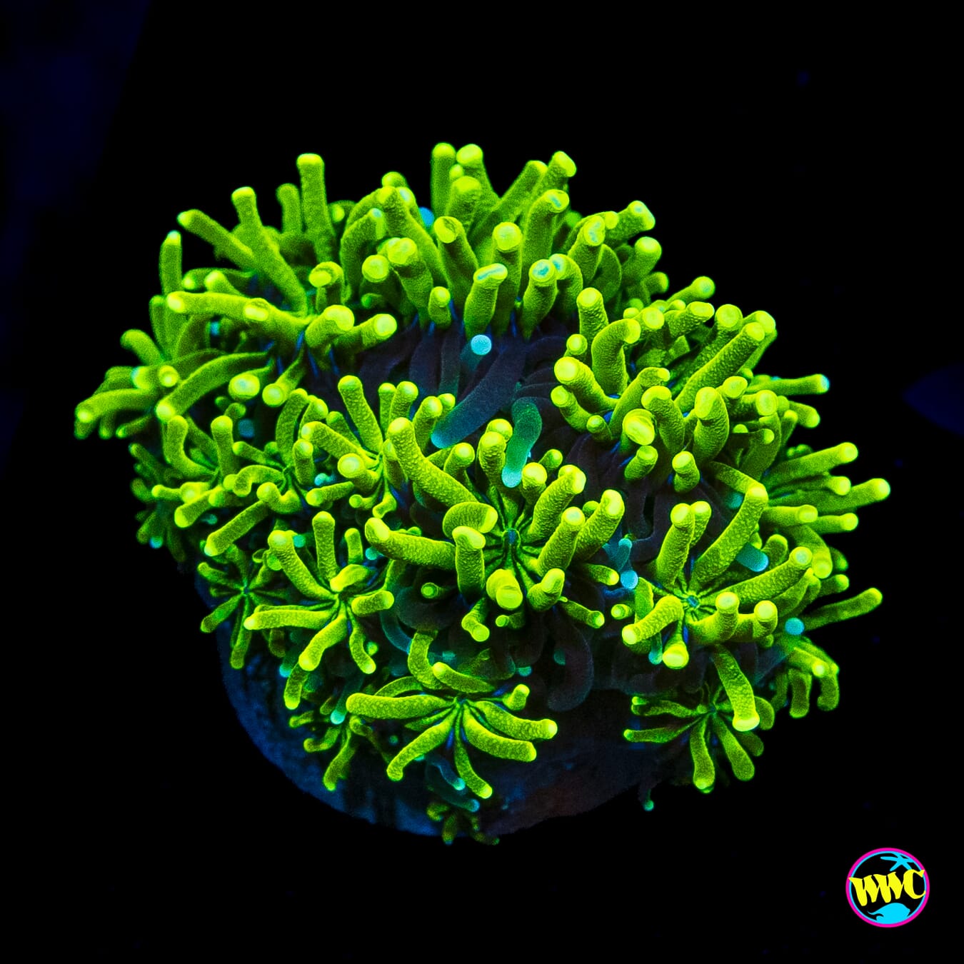 WWC Lemonade Galaxea