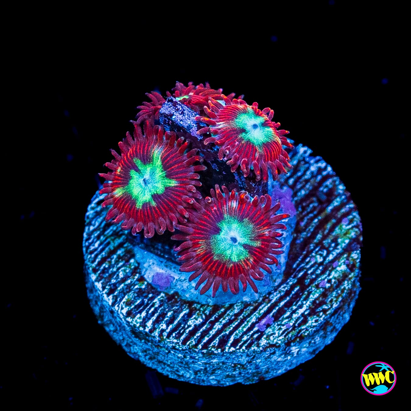 WWC Bloodlust Zoanthids