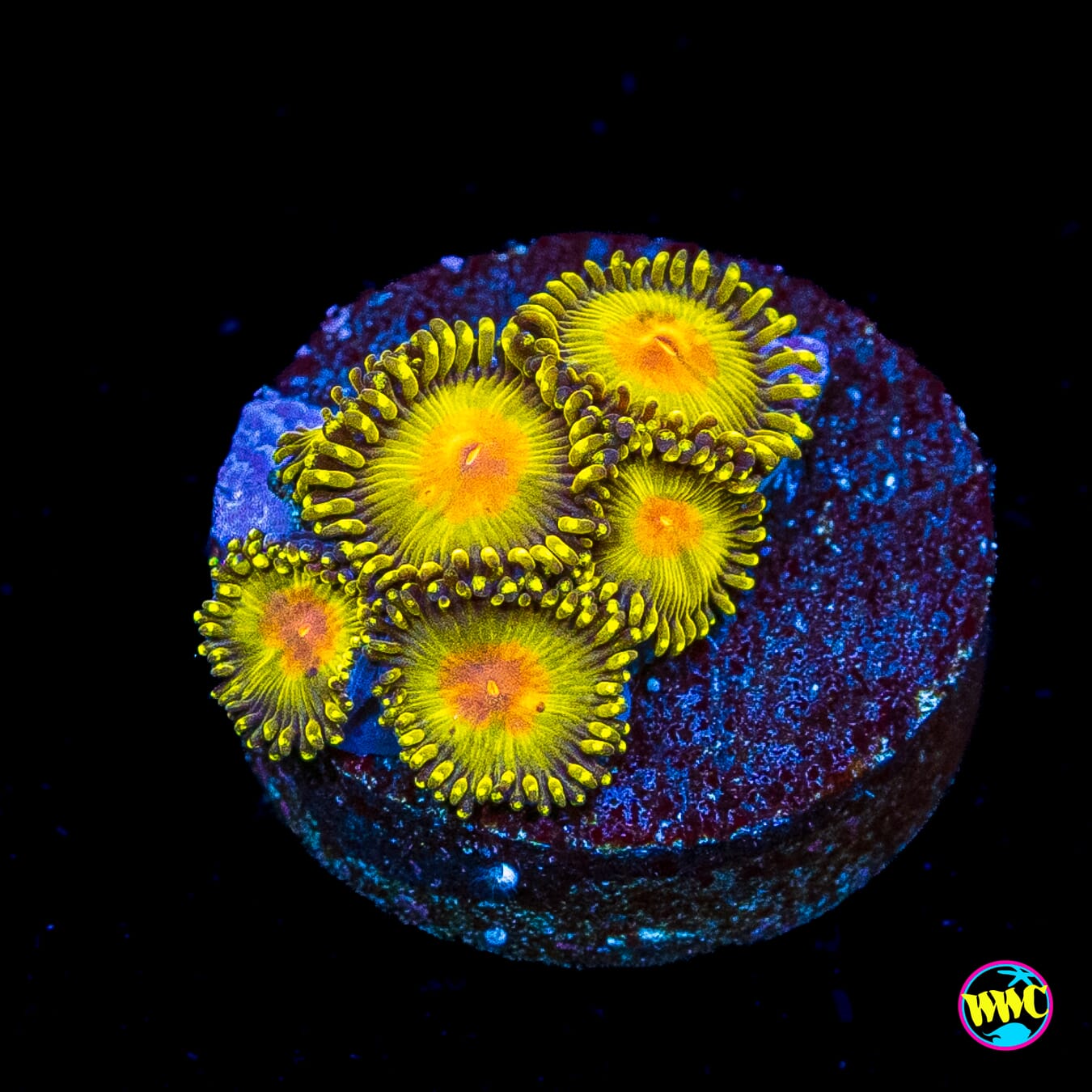 WWC Golden Gods Zoanthids