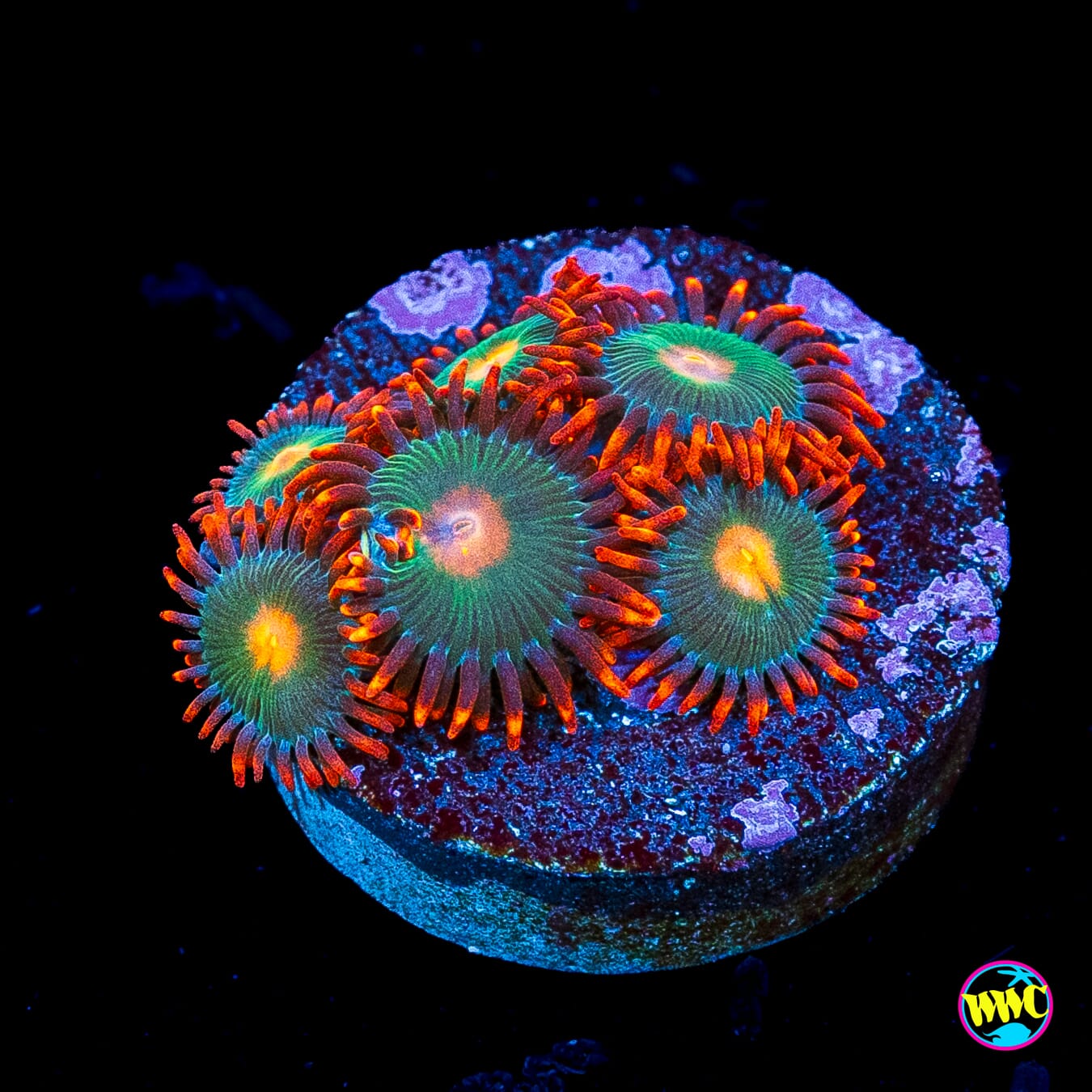 WWC Campfire Zoanthids