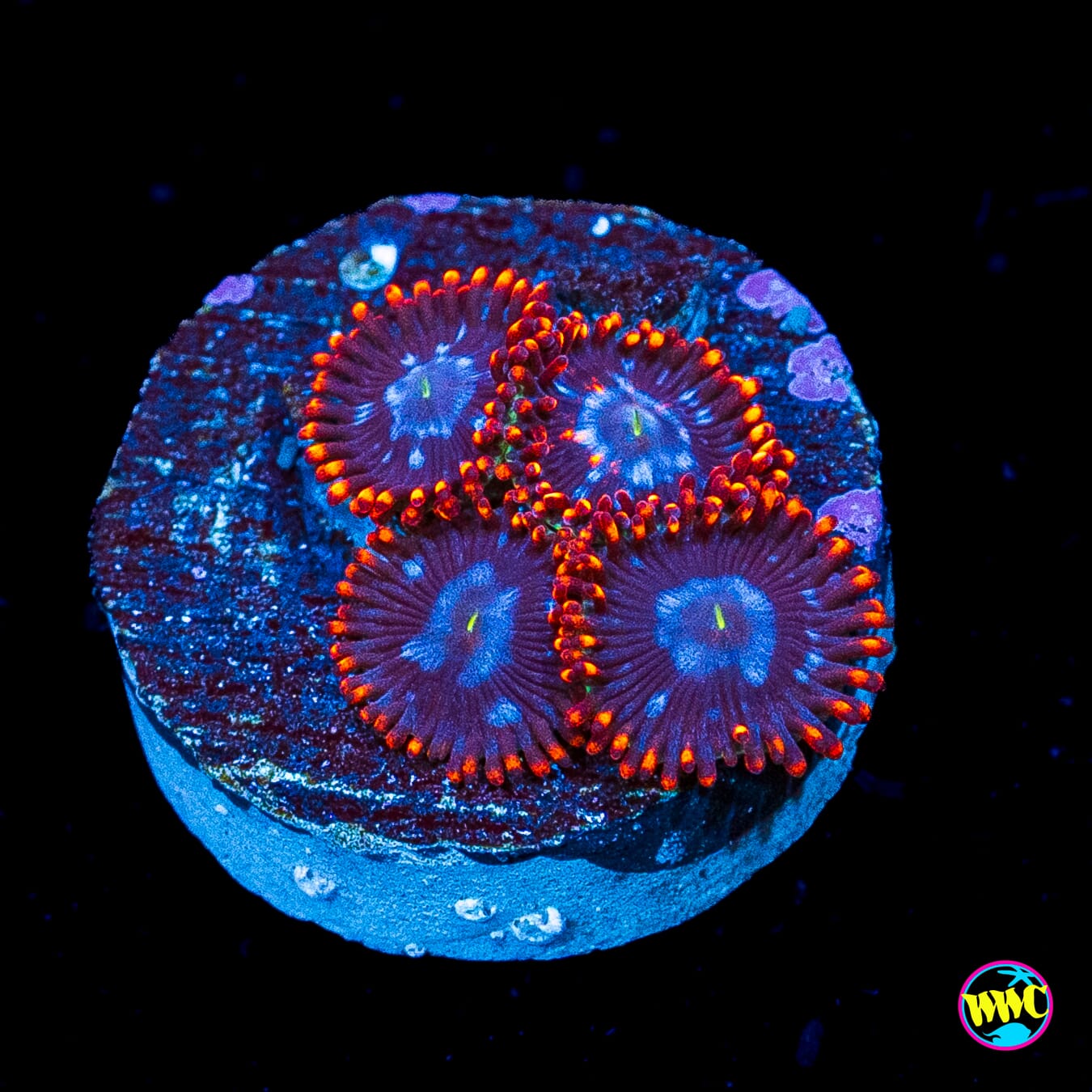 Fire and Ice Zoanthids
