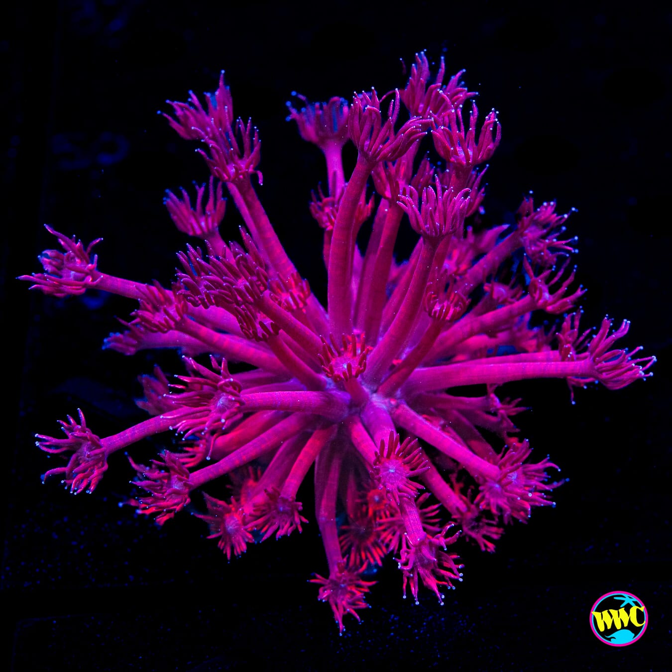 Cherry Delight Goniopora