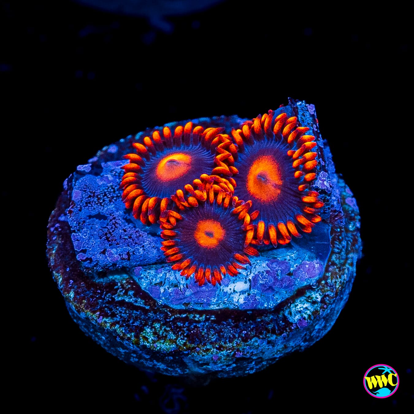 WWC Clementine Zoanthids