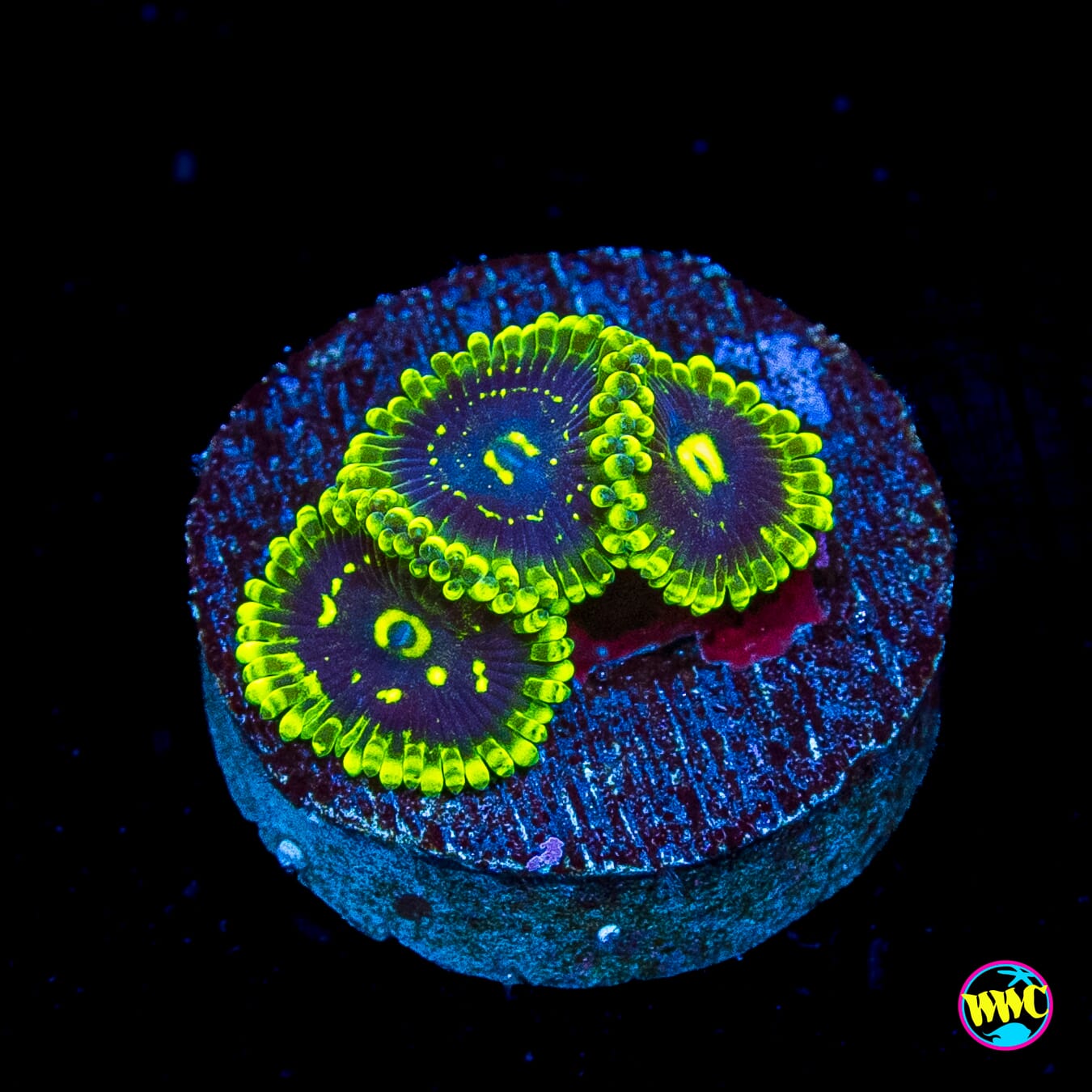 Exosphere Zoanthids