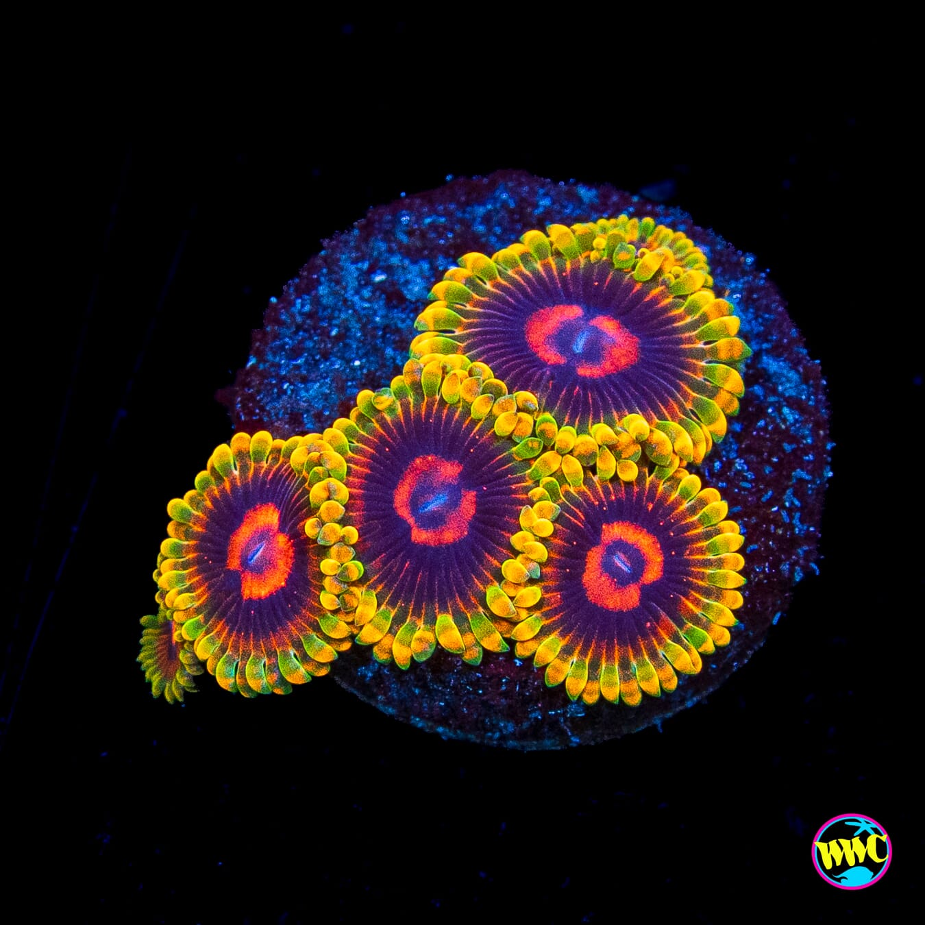 Mind Trick Zoanthids