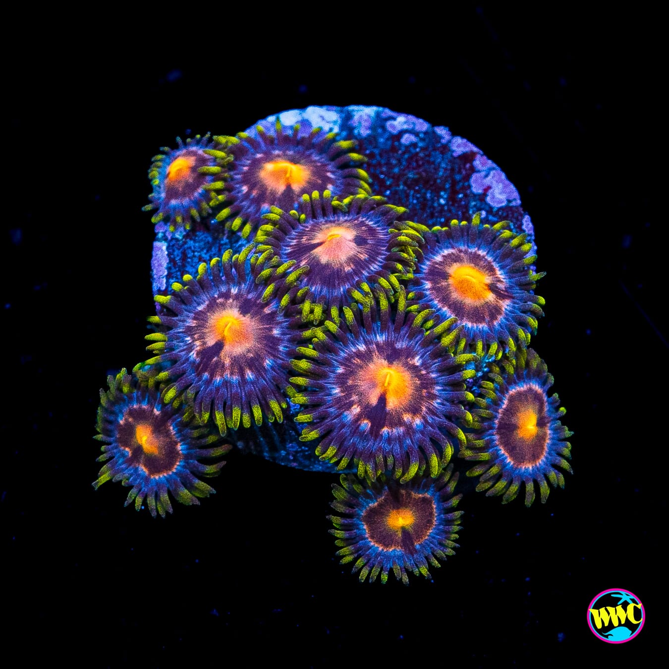 Purple Pinwheel Zoanthids