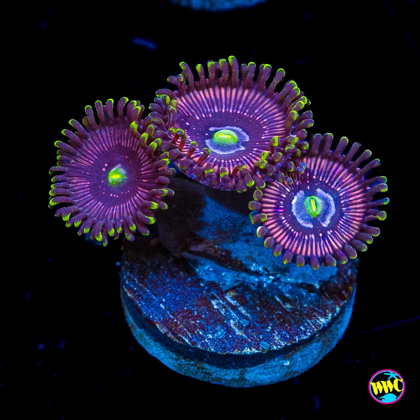 WWC Black Orchid Zoanthids