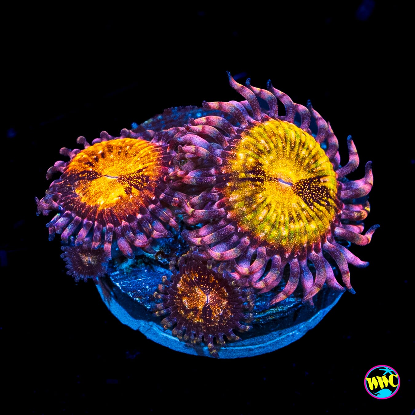 WWC Pandoras Zoanthids