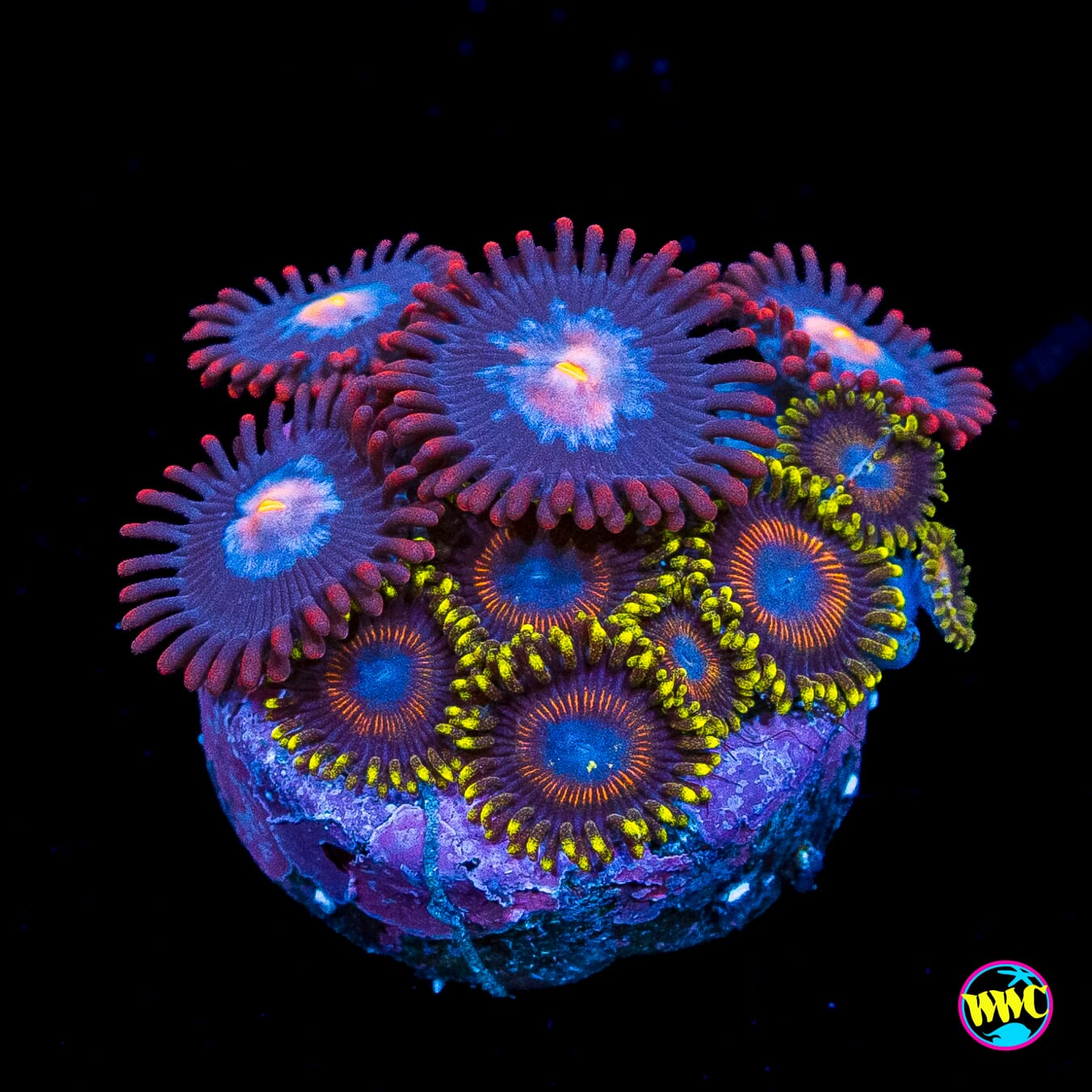 WWC Blue Steel and Dragon Ballz Combo Zoanthids