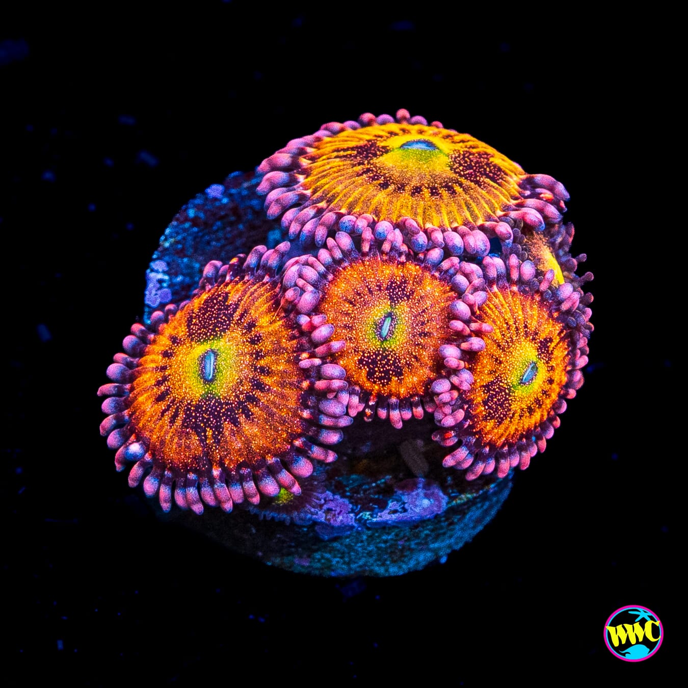 WWC Halle Berry Zoanthids