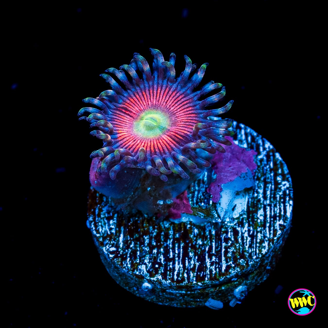 Peacock Pink Zoanthids