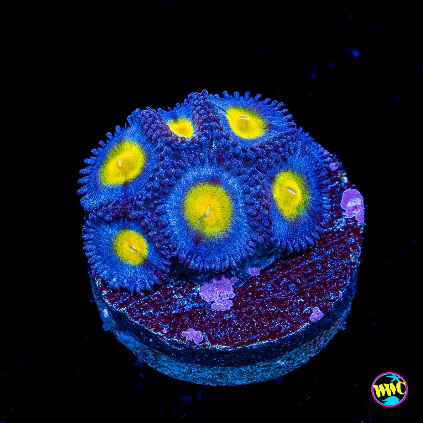 WWC AOI Zoanthids
