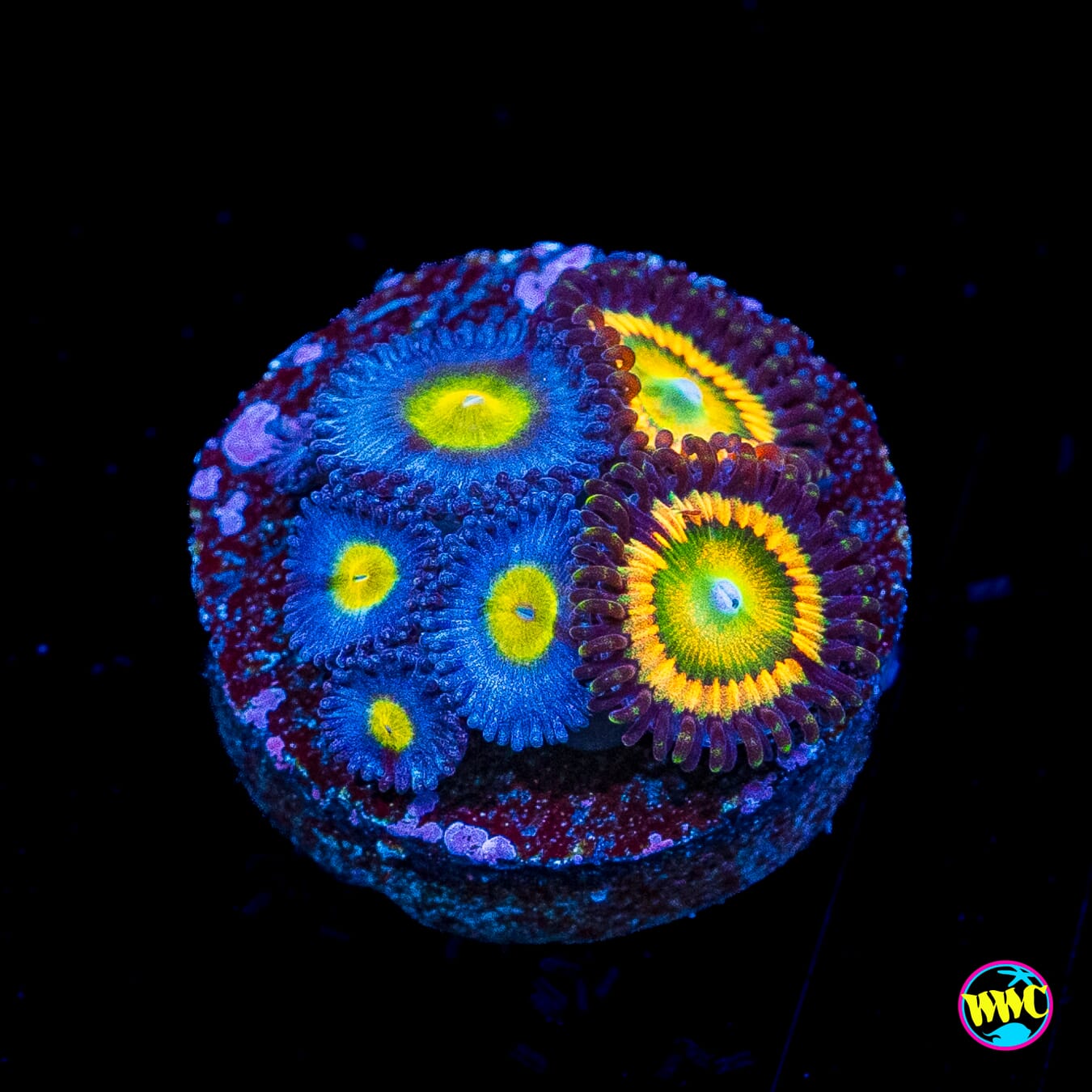 WWC AOI and Citrus Coolers Combo Zoanthids