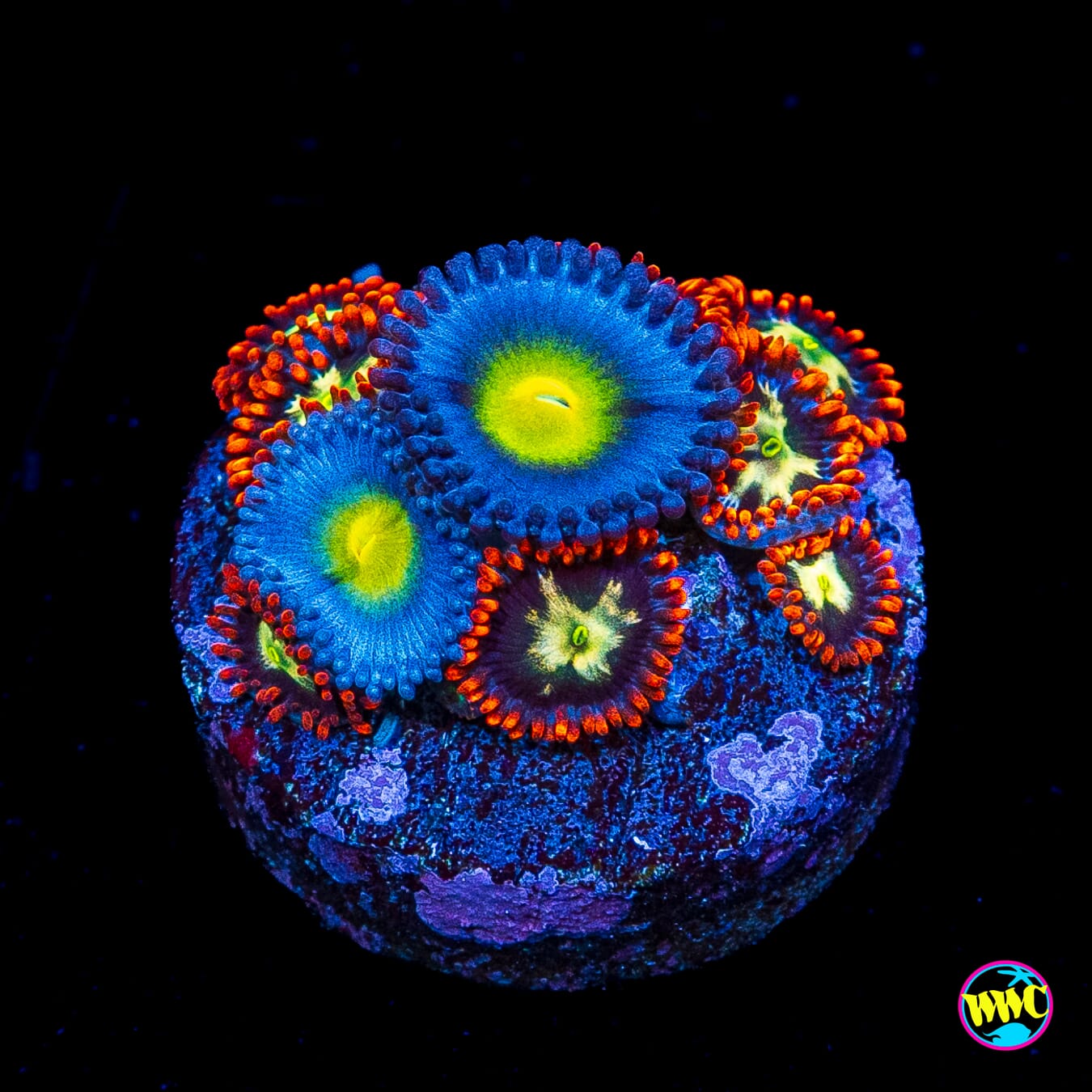 WWC AOI and Alpha Omega Combo Zoanthids