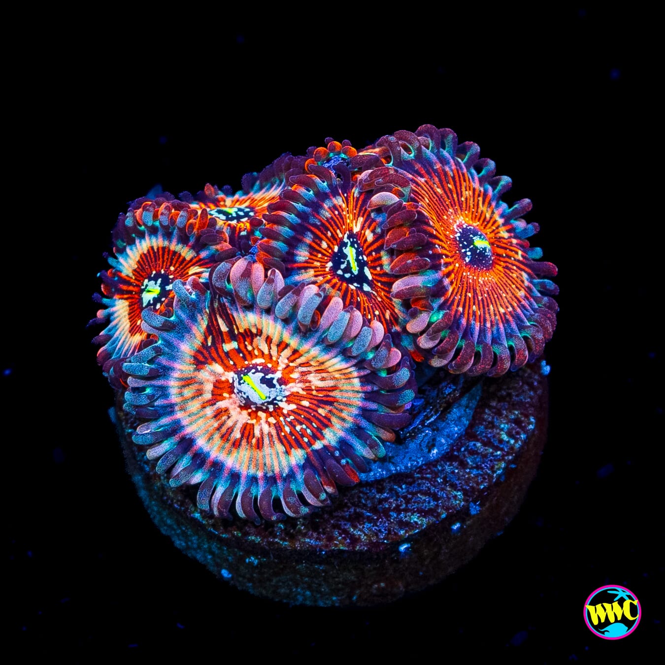 Salted Agave Zoanthids