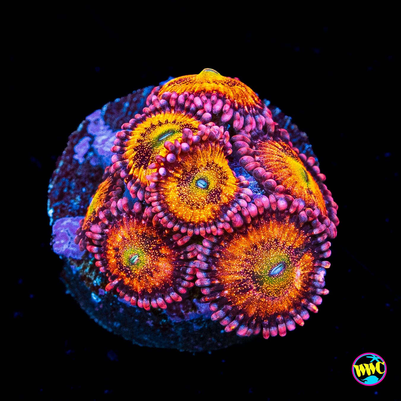 WWC Halle Berry Zoanthids