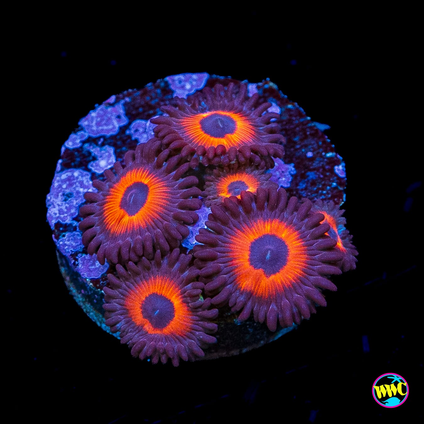 WWC Red Bull Zoanthids