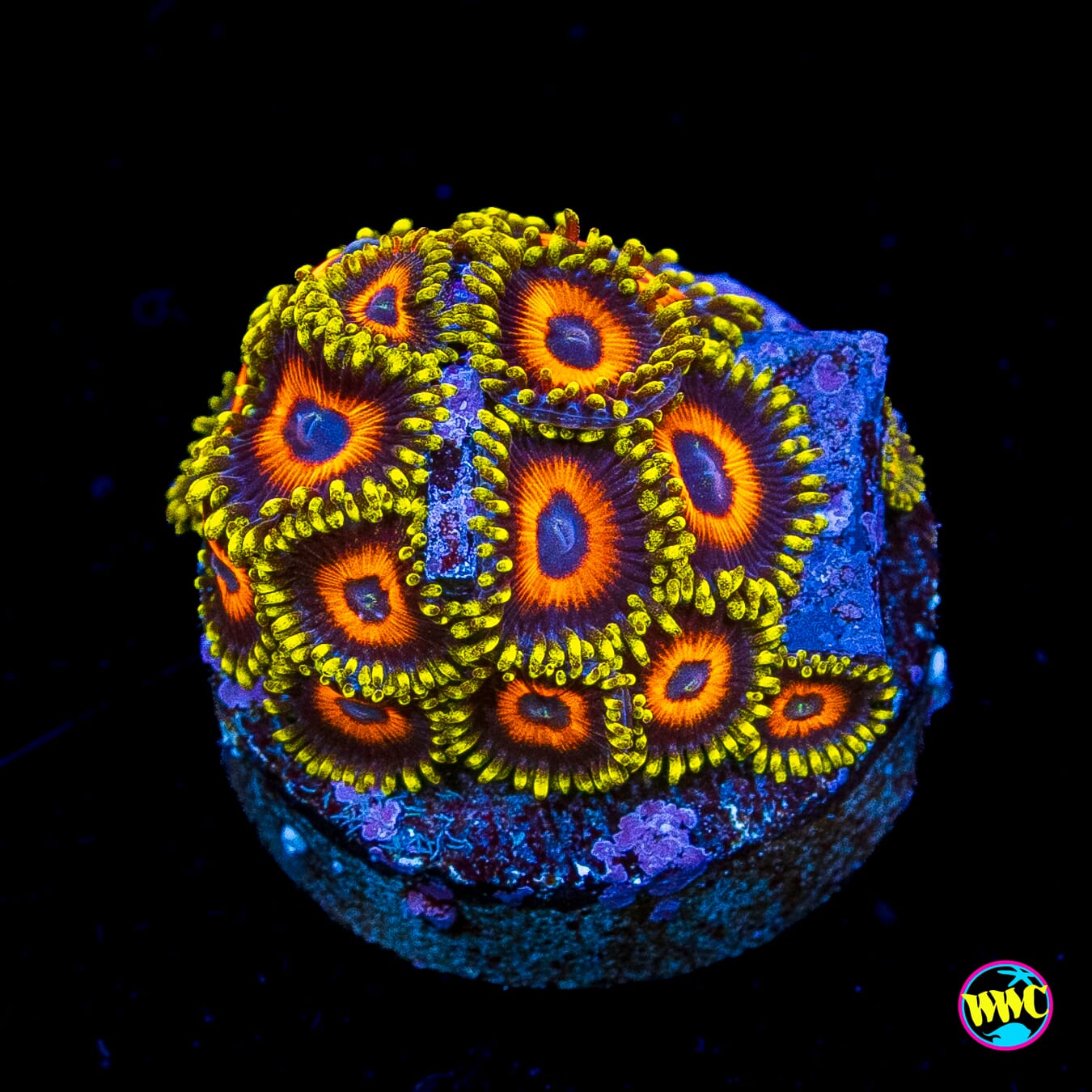 Eagle Eye Zoanthids