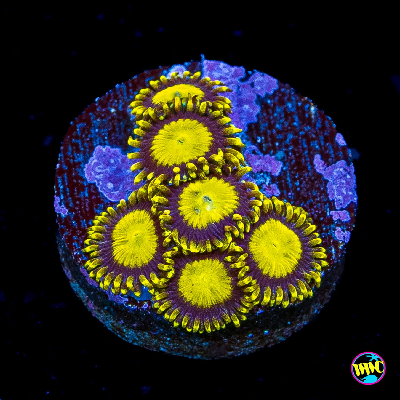 King Midas Zoanthids