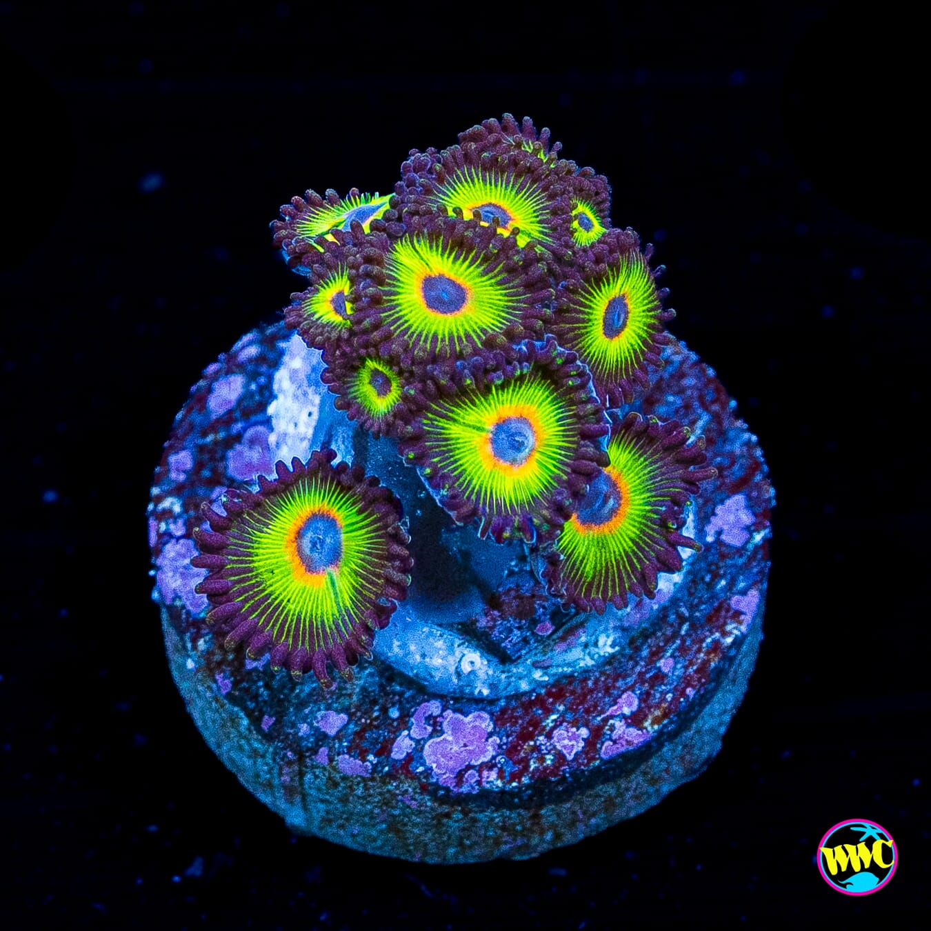 WWC Bob Marley Zoanthids