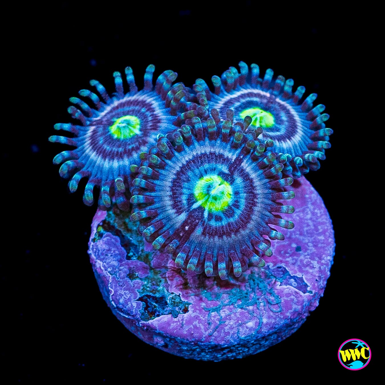 WWC Avacado Smasher Zoanthids