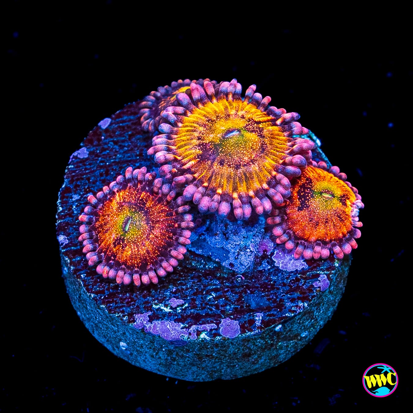 WWC Halle Berry Zoanthids