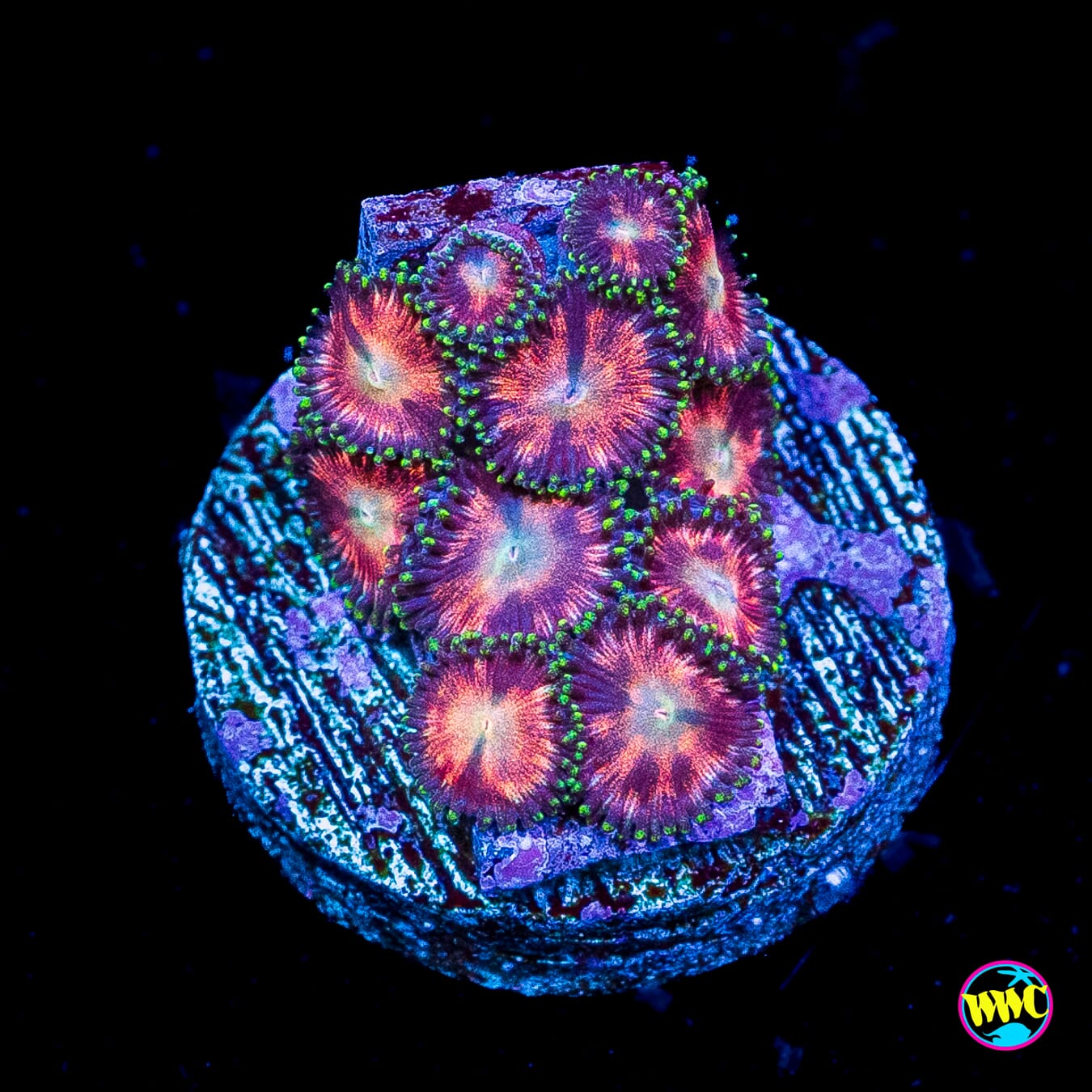 WWC Candy Stripe Zoanthids