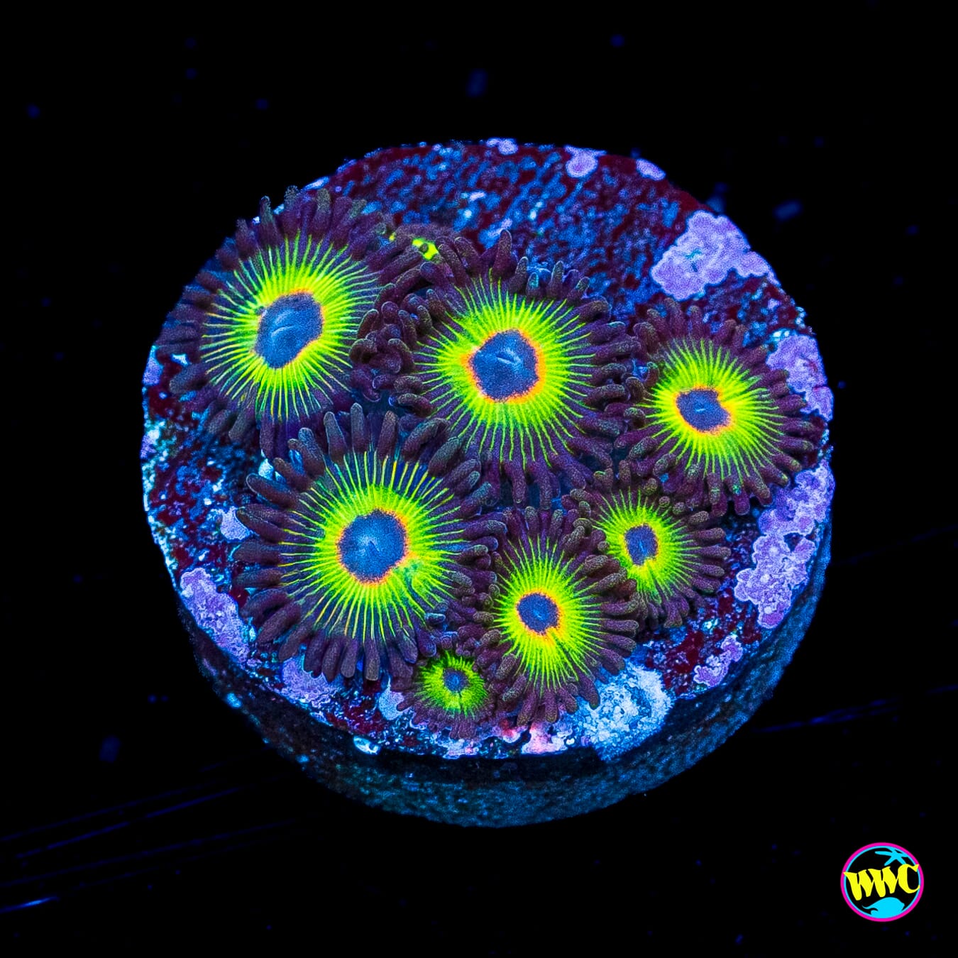 WWC Bob Marley Zoanthids