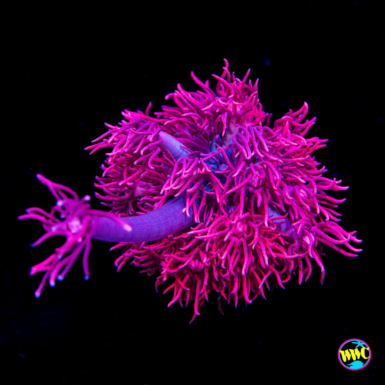 WWC Scorching Pink Lady Goniopora