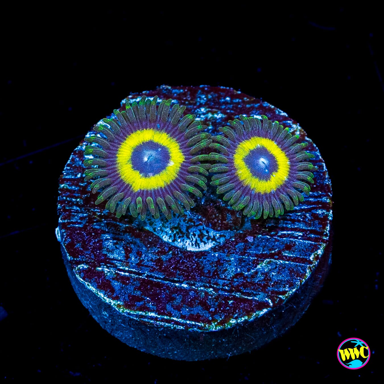 WWC Yellow Submarine Zoanthids
