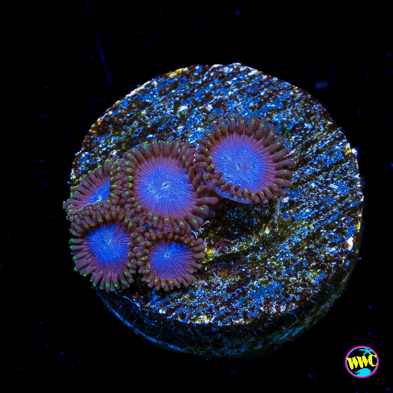 Tubbs Blues Zoanthids