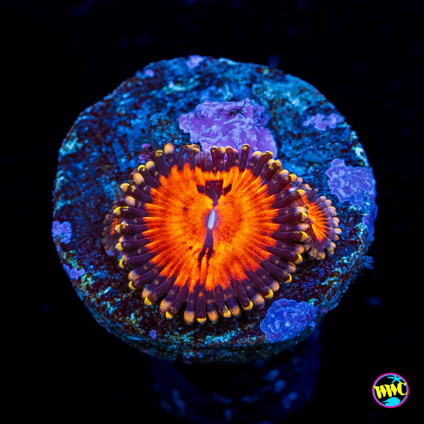 WWC Blood Suckerz Zoanthids