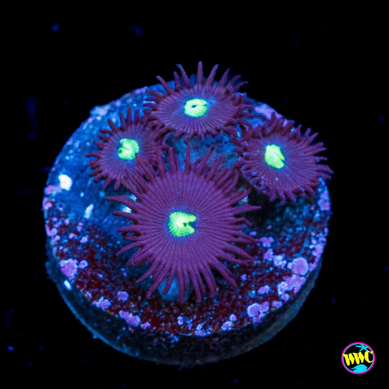 Tic Tac Zoanthids