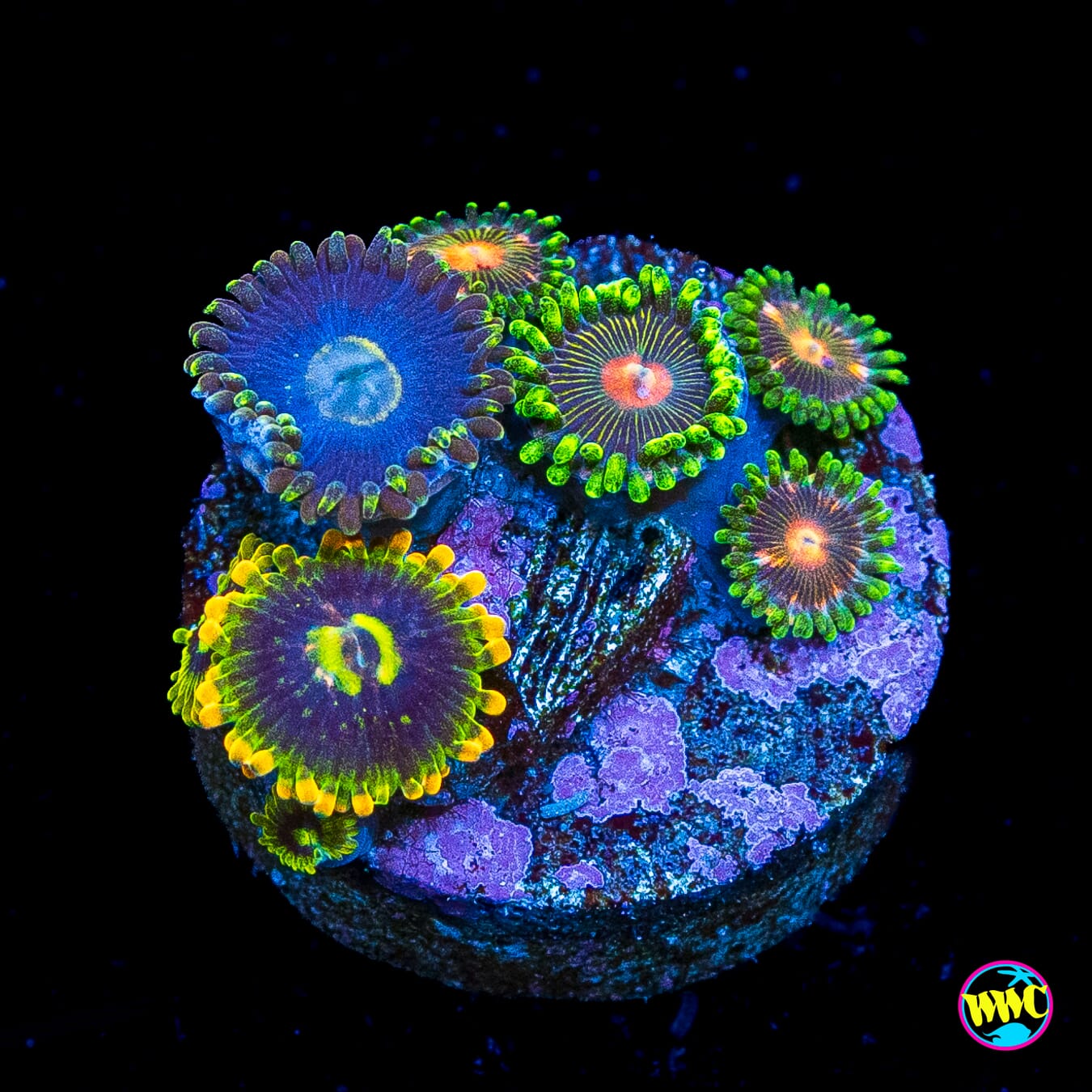 WWC Yodaz Combo Zoanthids
