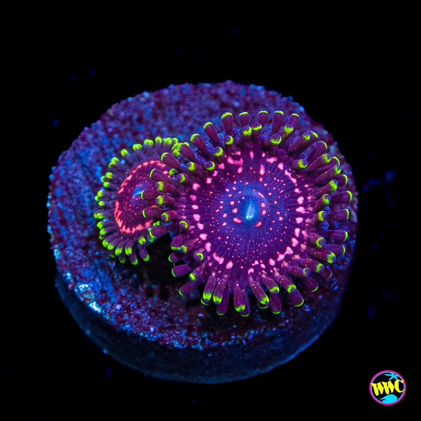 WWC Taser Zoanthids