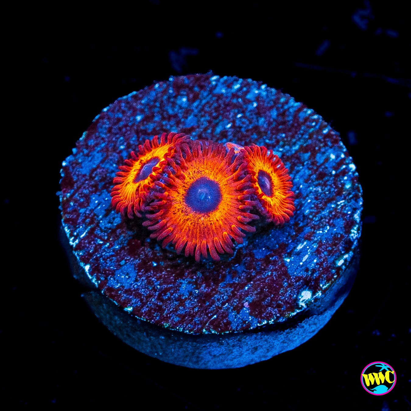 Kedds Reds Zoanthids