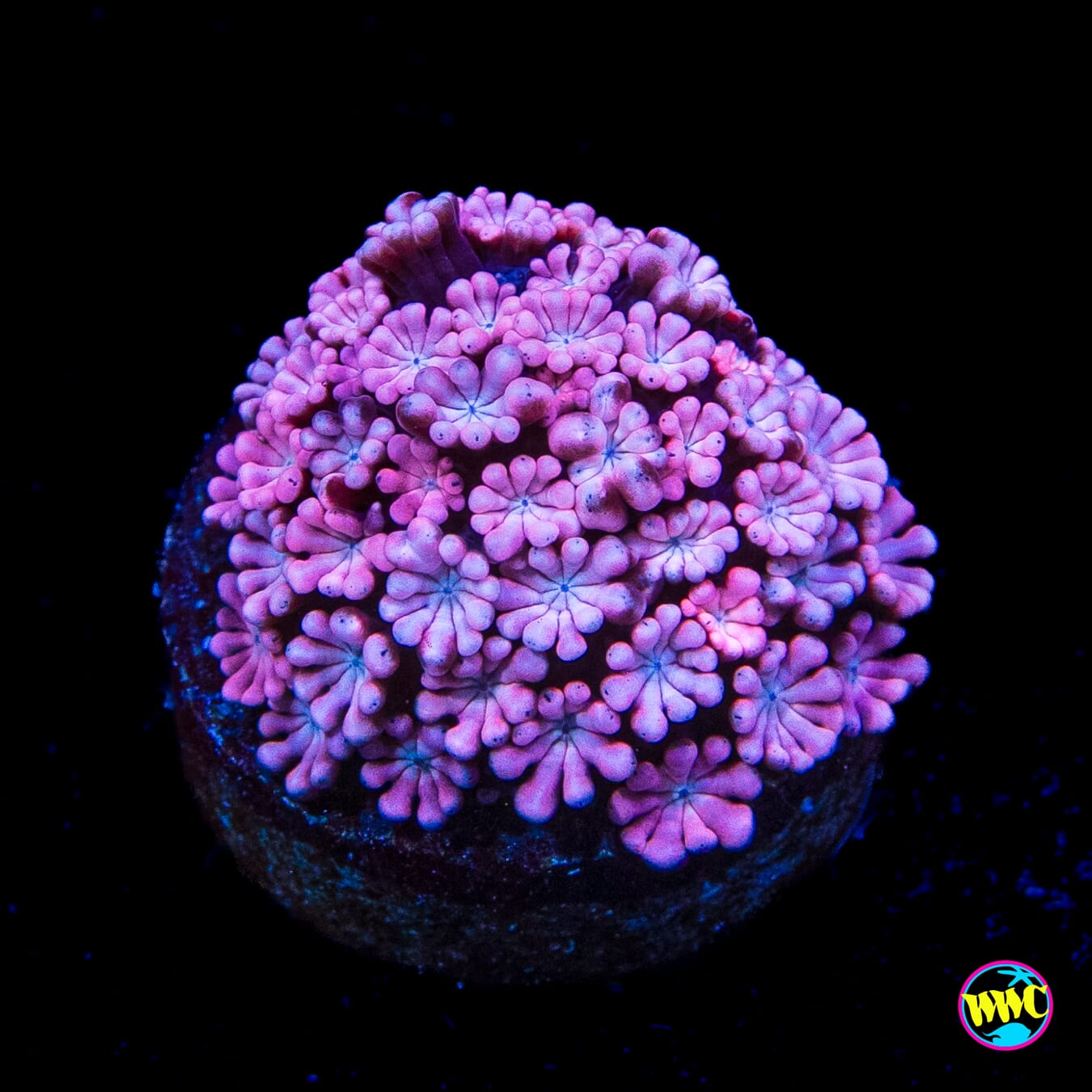 Rose Hologram Alveopora