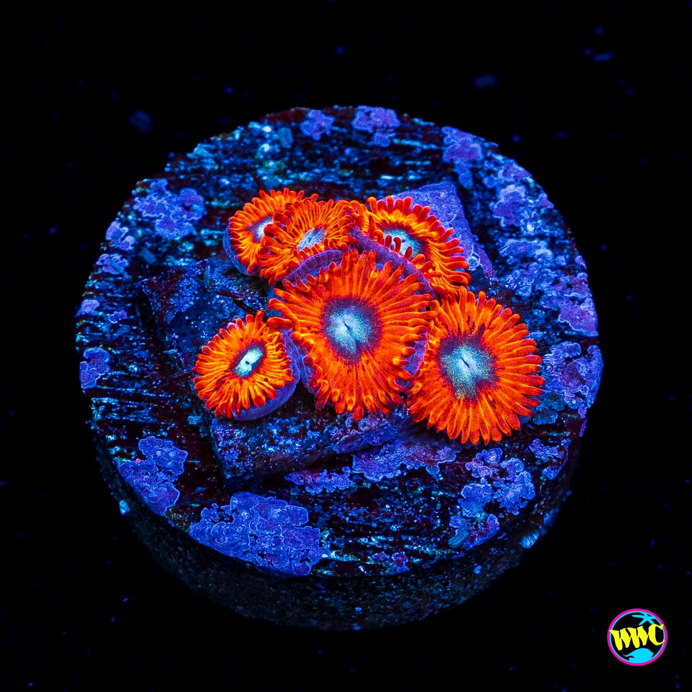 Charmanderz Zoanthids