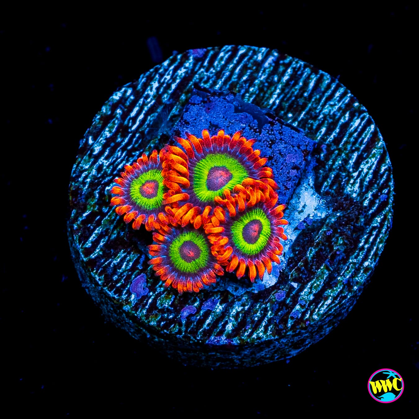 Jason Fox Vegas Strips Zoanthids
