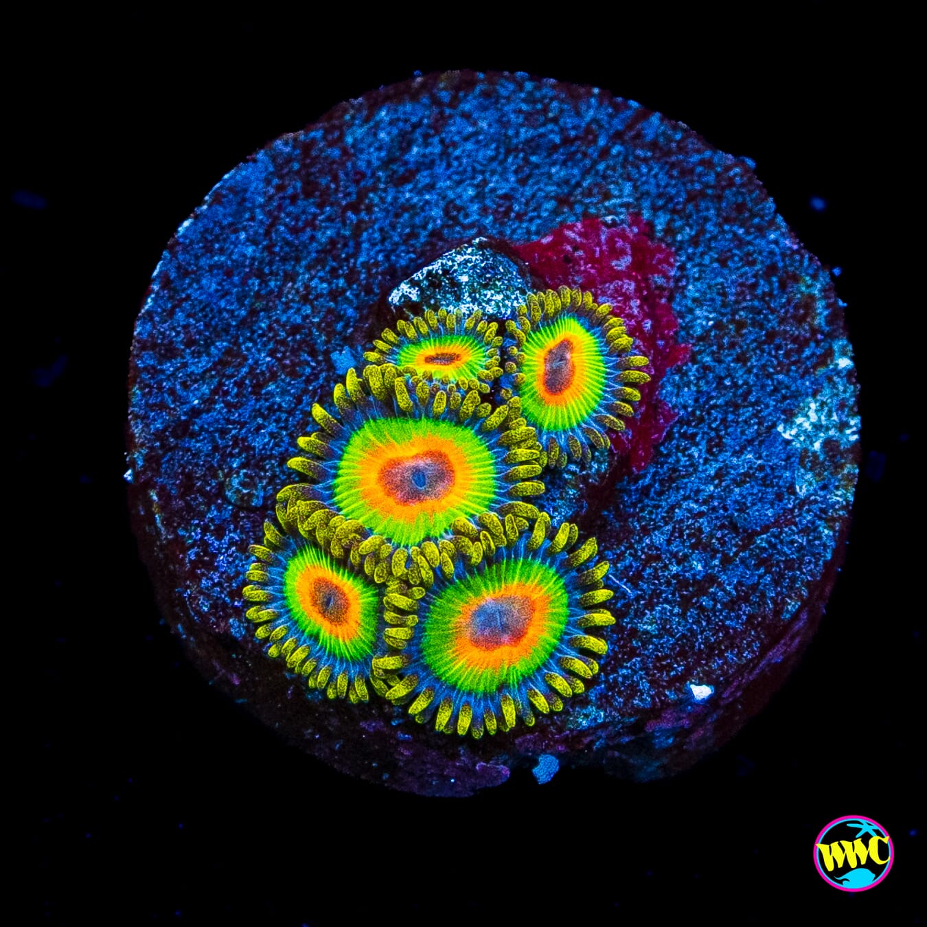 Rasta Zoanthids
