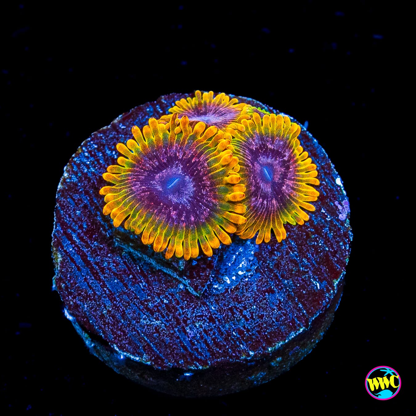 Jason Fox Acid Reflux Zoanthids