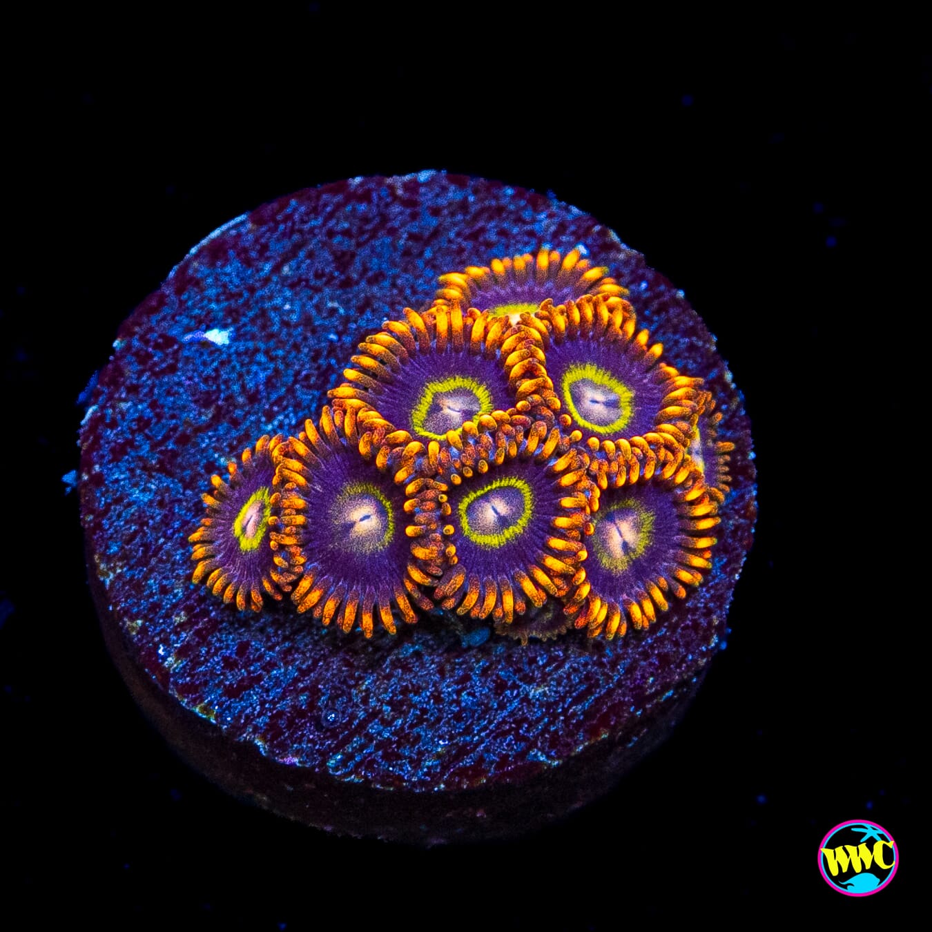 Rainbow Hornet Zoanthids