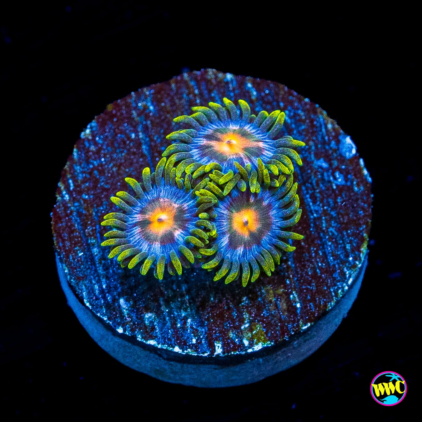 WWC Blue Pinwheel Zoanthids